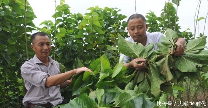 桑椹树|找了这么多年的降糖良药，原来这玩意儿在农村啊！