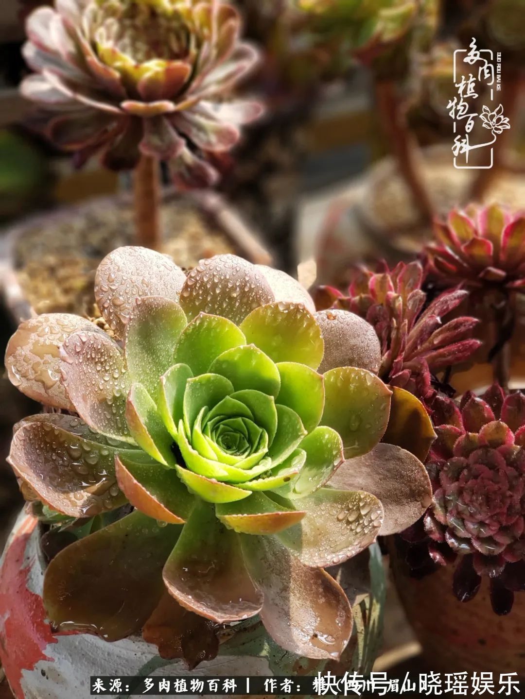 万圣节|养多肉六年,从痴迷到佛系,世事漫随流水,唯有喜爱永恒!