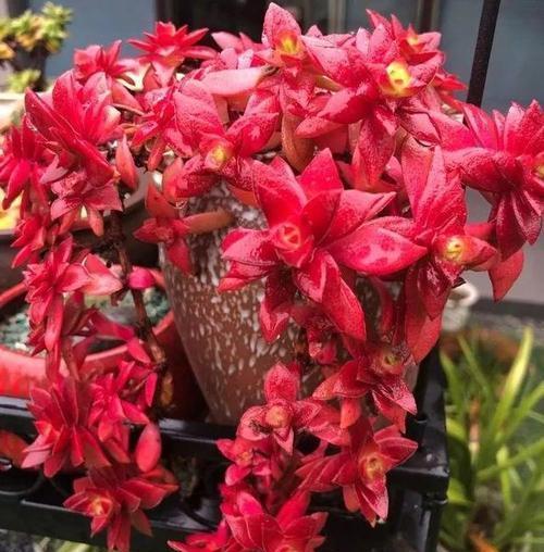 春天养多肉火祭,简单“三步走”,叶子红艳似火苗,谁见了都夸美