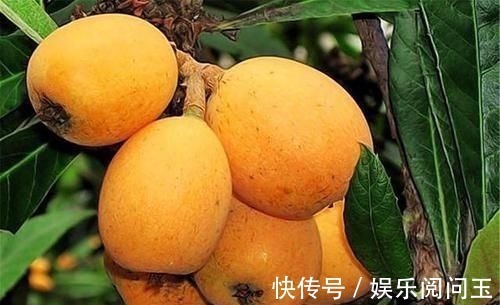 血管|想要身体长得壮,四种食物家中常备,清理血管,对肠胃有好处