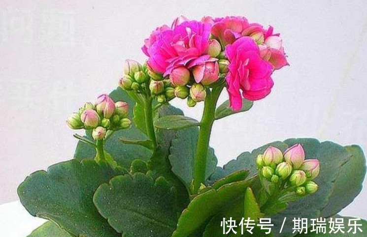 “两种花”沾土就能活，七天就生根，现在扦插还来得及！