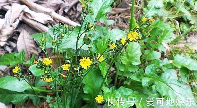 荠菜|人称“黄瓜菜”，曾是救荒菜，如今20元一斤，路边常见少人识