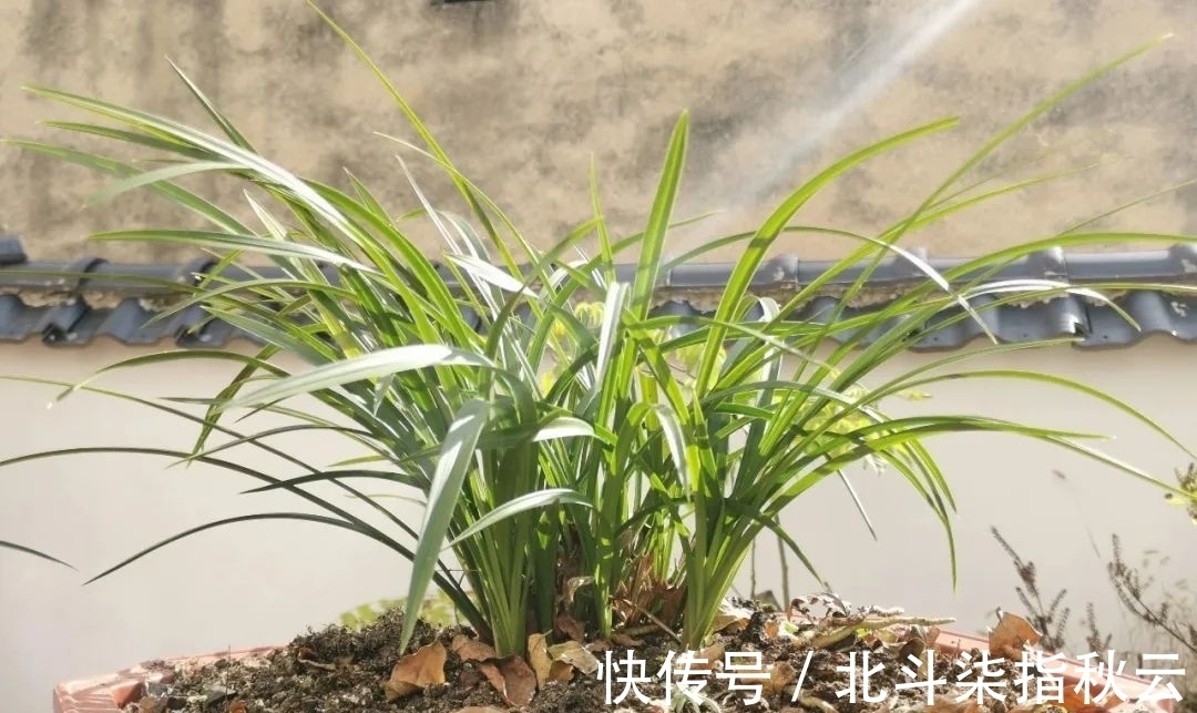 兰花要挤着长，所以不要使用大花盆？别再被误导了