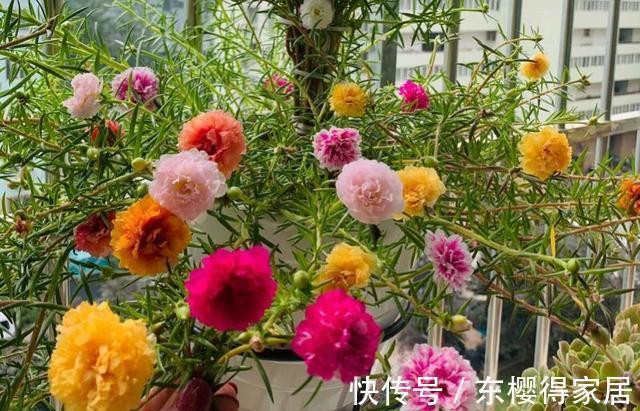 霜降|太阳花开花少，试试这个方法，花比叶多，开花到霜降