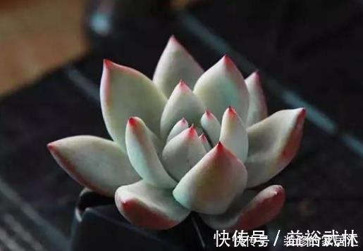 多肉叶插不能太随便,掌握好4点,每个叶片都成活,变成多肉大户