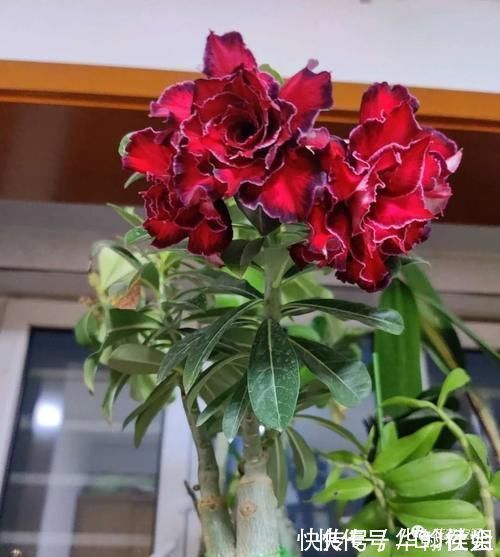 5种网红懒人盆栽,浇水越少长得越旺,勤快人一般都养不好!