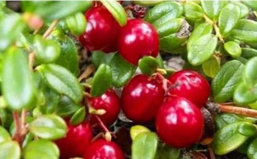 杜鹃花科越橘|爱美女性坚持吃3种食物，排毒养颜、延缓衰老，早吃早受益！