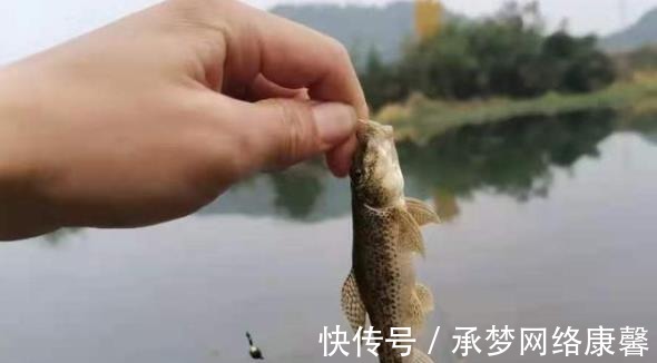 鲫鱼|早就听说这鲤鱼钓法,用过才后悔知道晚了