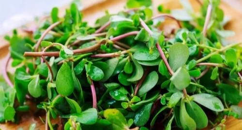 马齿苋|中药里的救命菜——马齿苋