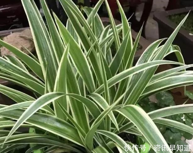 家里养花就用淘米水浇花,这么处理效果一级棒,还能省下大笔钱