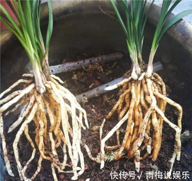 老前辈养兰花,土里加1料,兰根壮,夏不腐,兰叶呼呼长,绿油油