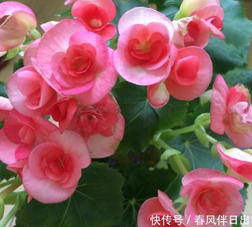 家养此款花卉,开花勤爱爆盆,一养就上瘾,年年开花不断!