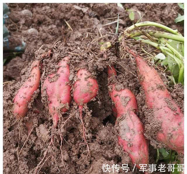 蓝莓|寒冬腊月记得给孩子吃8种食材,价格不高,营养丰富,增强免疫力