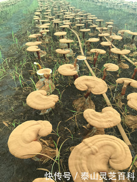 灵芝|灵芝孢子粉的有效成分含量一样质量就一样吗?