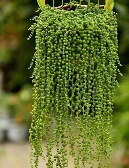  紫竹吊兰|养这三种吊兰，美翻你的客厅，随便一插就能活，根本不用买