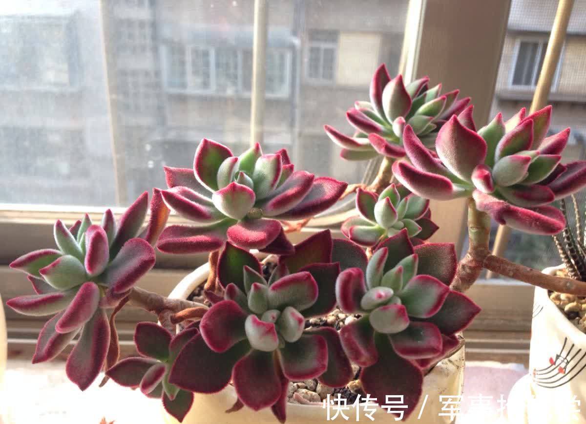 秋冬|他养多肉10多年,总结出9个易出“高价老桩”的品种,适合新手