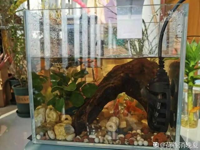 夏天养花,这3种事千万别做,否则黄叶又烂根