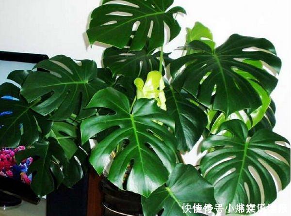 净化|7种“有益花”，养在家里身体好，清新空气病菌少，你家还没养