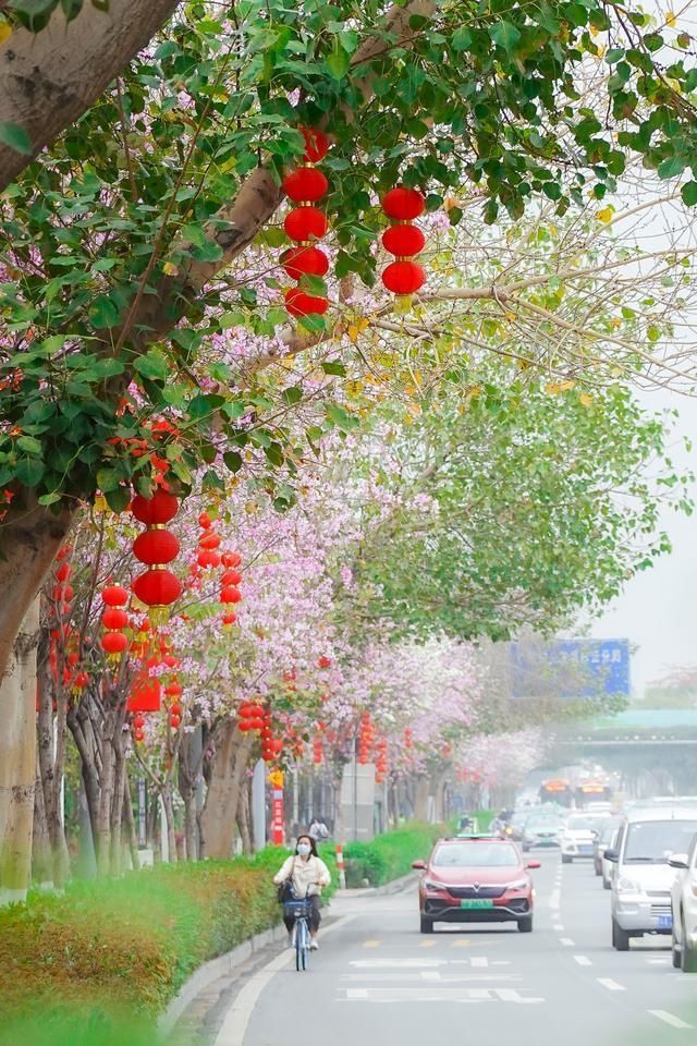 老年|美图暴击！白云大道宫粉紫荆花开正艳