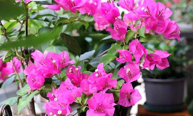 养三角梅，学会此“绝技”，想让它啥时候开花，任由你控制