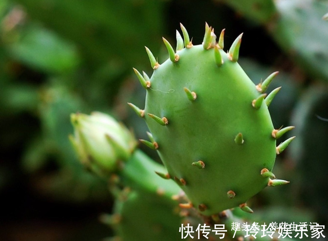 花友|不会繁殖仙人掌,按照方法进行扦插,生根速度快成活率高!