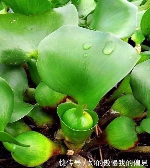 作为观赏植物引入的水葫芦,一度泛滥成灾,现在为何变得少见了?