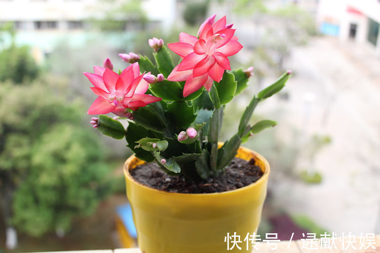 喜欢养菊，就养盆“精品菊花”秋英，花开巧克力香味，清新淡雅