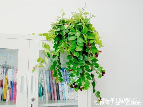 5款吊起来养的开花植物,简直美爆啦!以及它的保养方法