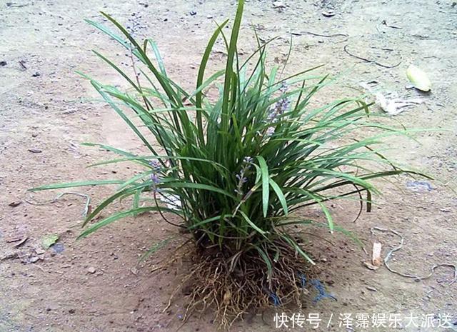 农村田野里，有1种“麦冬草”值钱，如今在公园也有，看到请保护