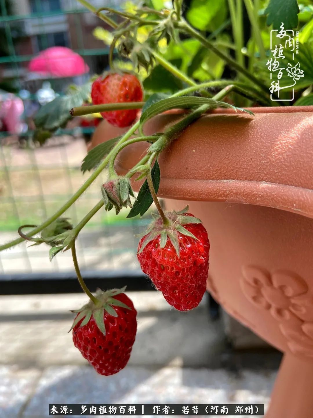 迷你小院儿，种满多肉、花草和蔬果，沉醉在自己的世外桃源！