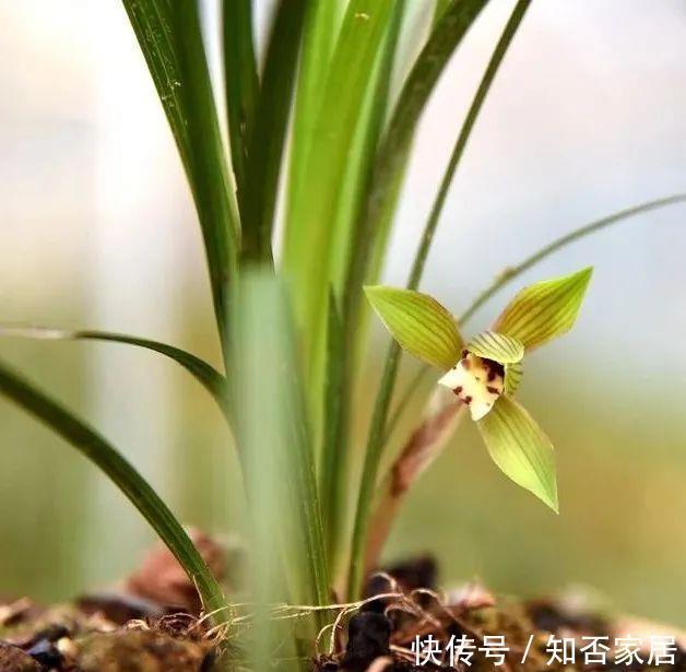 土壤|花卉土壤又粘又湿,养花最容易烂根,如何解决这个问题?