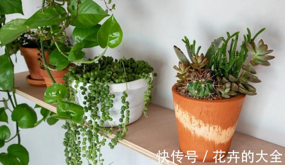 花肥|用这3种肥料养花，植株开花更多、花色更艳，省钱又实用