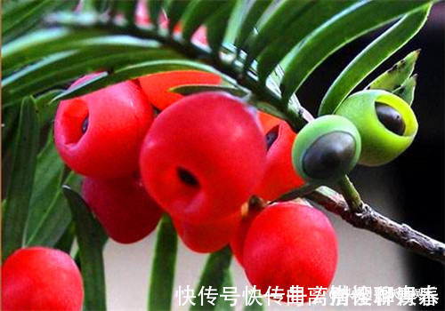 鲍鱼|聪明人最爱吃4种食物,排毒养颜、排毒素清,有益健康