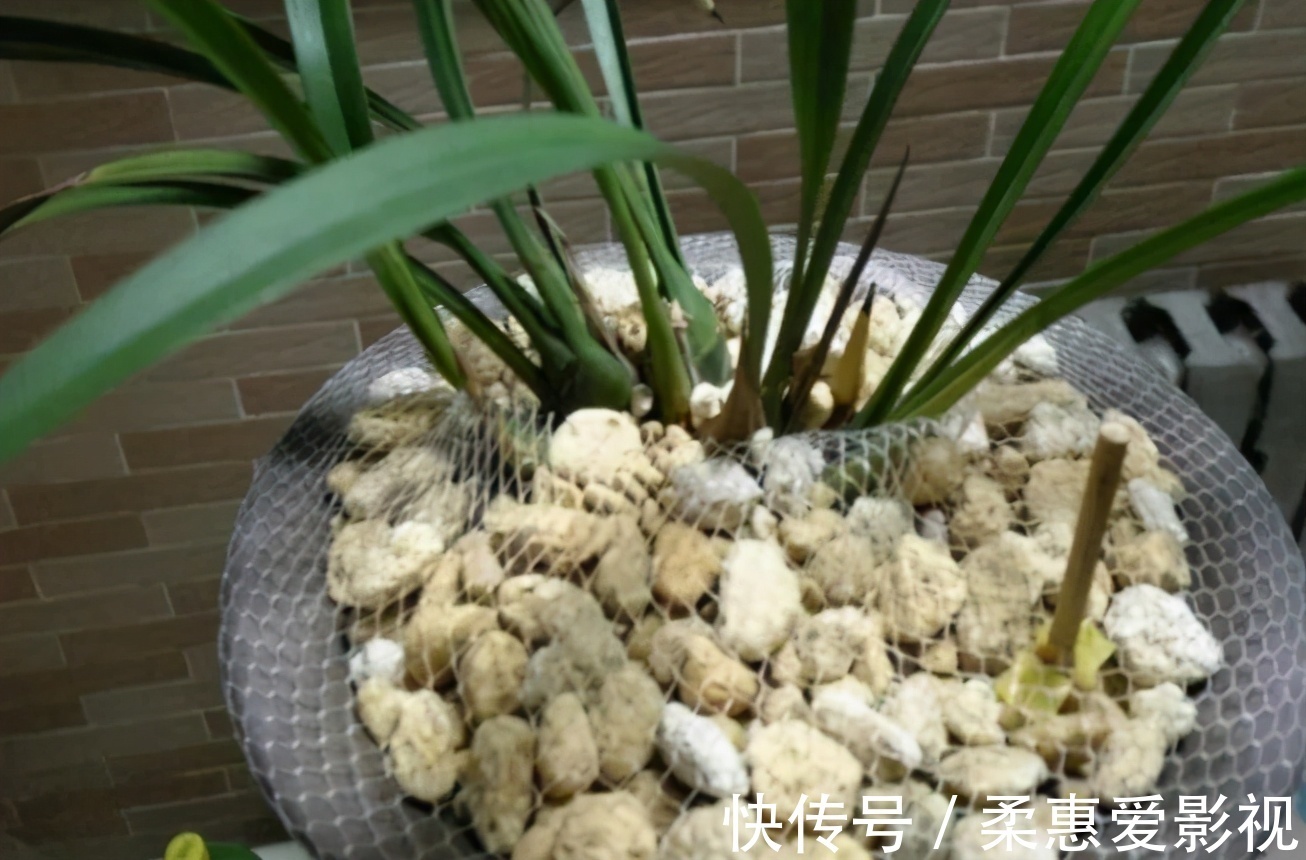 巧用筷子养花,知道该用在什么地方吗?此3处有迹可循