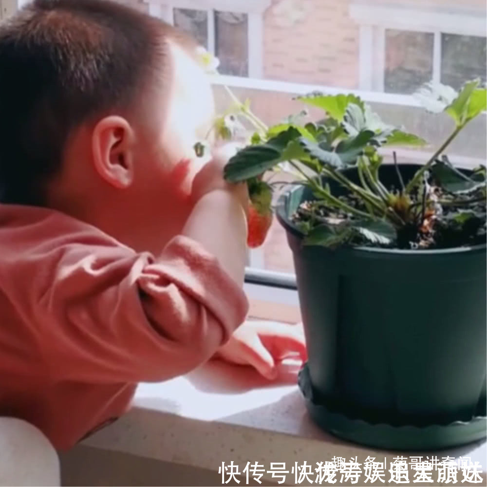 小宝宝|妈妈在家种了一盆草莓，好奇宝宝张嘴就是一口，最后被妈妈发现