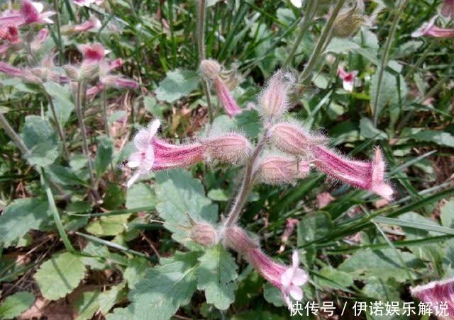 怀药|野草是“四大怀药”之一,曾是古代贡品,如今50一斤成摇钱树