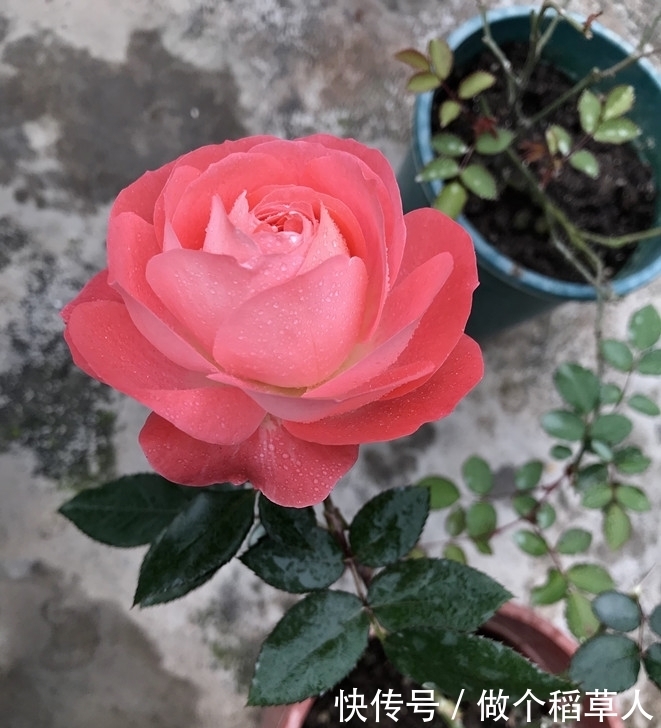 诺娃阳台,盆栽绿植“新宠”,花又美又香,四季开不停,值得拥有