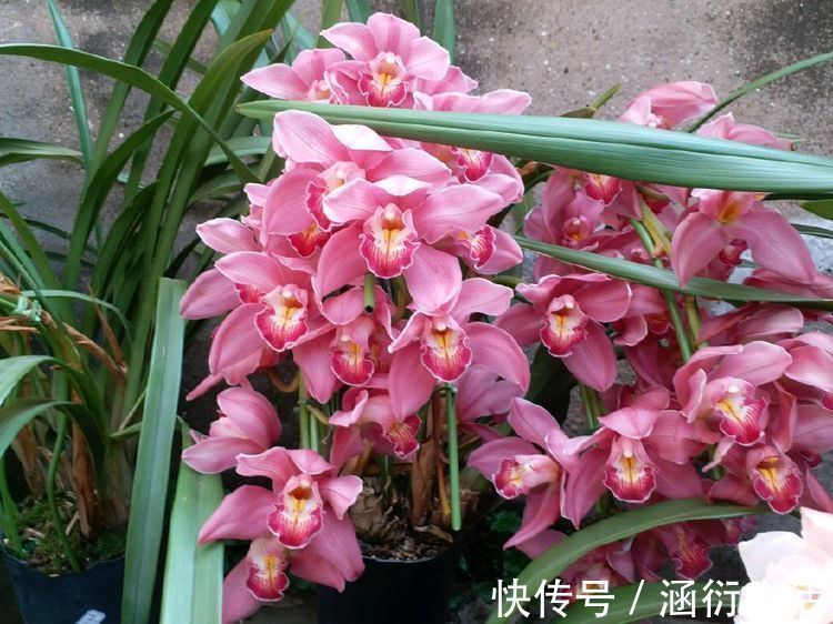 大将军|此款花卉,好养易爆盆,开出的花就跟它的名字一样多,非常壮观