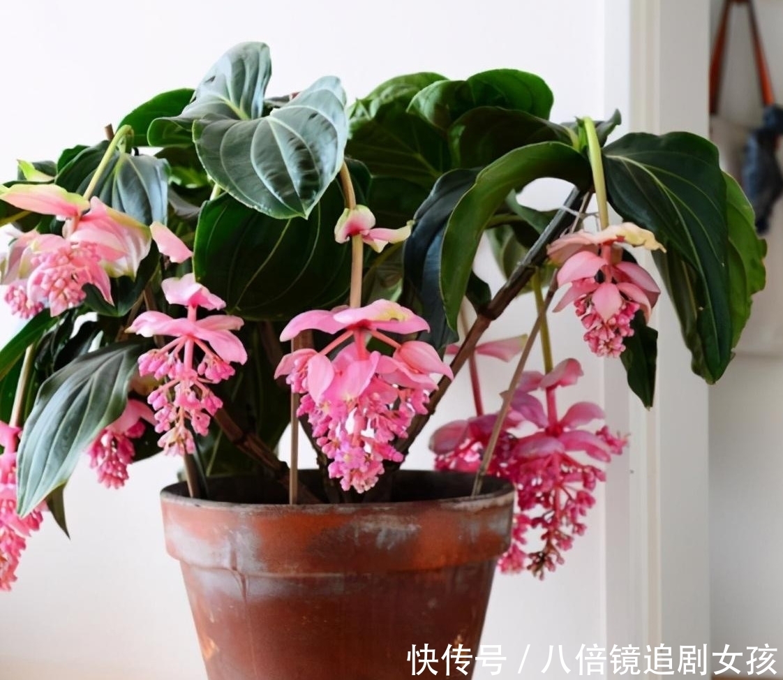 客厅养盆“贵妇花”,珠光宝气,雍容华丽,朋友来串门,倍有面