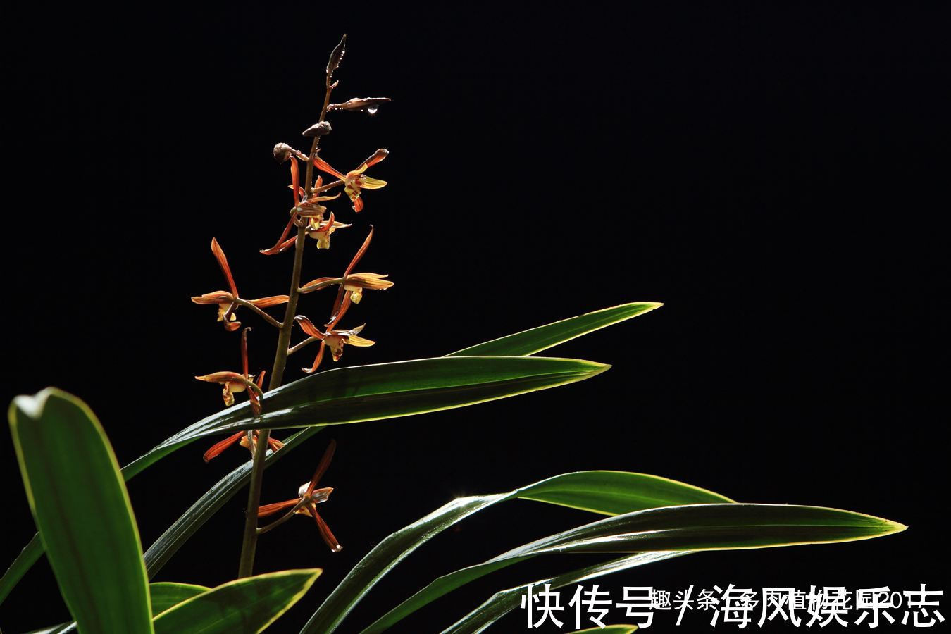 腐生兰|秋天兰花有性格，养护时需要注意些，开花不断