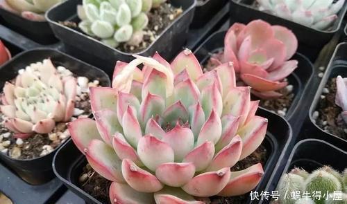 症状|多肉出现5个症状,说明根系出问题,需及时换盆!