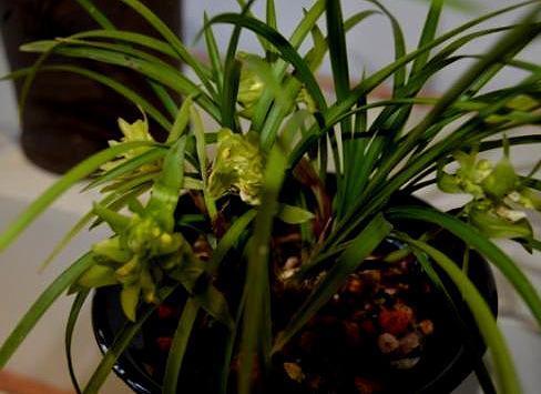 养兰花是“大坑”这3种养护秘籍学会了，还愁兰花不爆盆