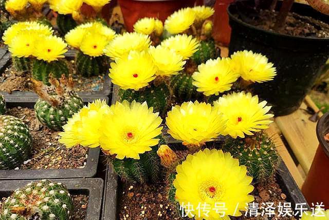小齐|此花最适合“懒人”，花色品种多，开花特漂亮，只要避开“它”
