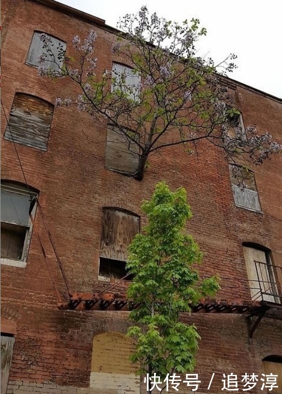 震撼！21棵不想“死”的树，这就是生命