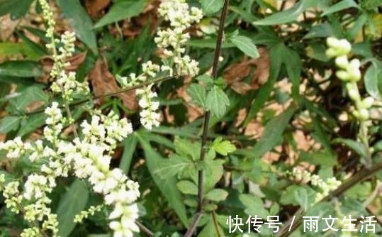 刘寄奴|乡下大有来头的野草,名字不平凡,路边常见,其实是消炎良药