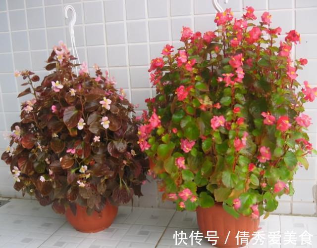 红掌|养花高手都在养这6种花,四季开花非常美,最后3种“香味”足