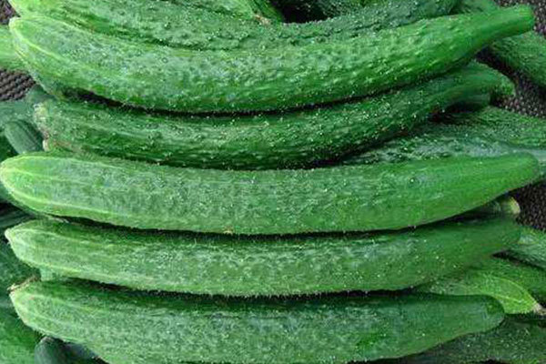顶花|黄瓜这样吃,会危害身体健康,快看看爱吃黄瓜的你,有没有中招