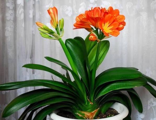 养君子兰得这样浇水,君子兰健壮不烂根,开花爆盆轻而易举