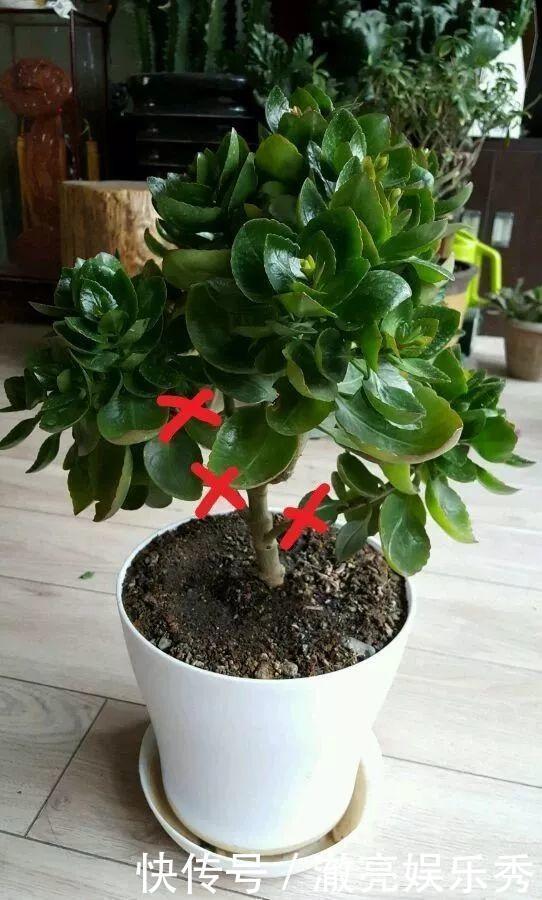 枝条|4种花“趁早”剪，把枝条、叶子全剪了，长得密、开花早