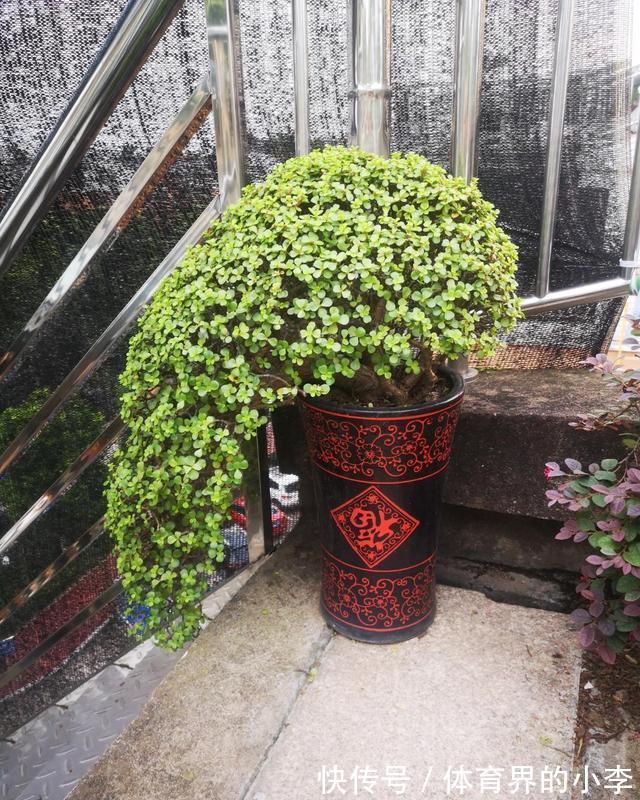 金枝玉叶长势差,土里埋“三废料”,新枝咕噜蹿,养成繁花小老桩